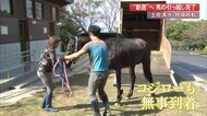 土佐清水市で牧場移転 “新居”へ馬の引っ越しが完了 【高知】