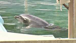 閉館した水族館に残されたイルカたち…SOSの声が殺到