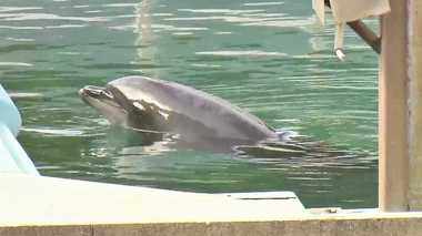 閉館した水族館に残されたイルカたち…SOSの声が殺到