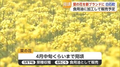 タマネギ・レンコンに続く白石町の新特産品へ 地元農家が12年かけて育てた菜の花が見ごろ迎える【佐賀】