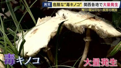 危険な“毒キノコ”に要注意　食べると嘔吐や下痢　白い大きなキノコの正体は「オオシロカラカサタケ」　身近な公園にも大量発生　原因は“長雨”か　