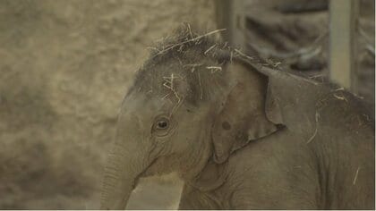 「毛がパヤパヤでかわいい」ついに“赤ちゃんゾウ”公開 朝から行列すでにフィーバー！円山動物園【北海道発】