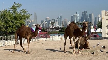 サッカーだけじゃない！美容整形も続出の「ラクダ」の“美”を競うW杯がカタールで開幕…審査基準は？