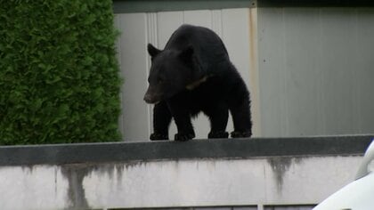 「政府全体で取り組む課題」クマ関係閣僚会議きょう午後初開催　死者12人に　木原官房長官が議長務め防衛省など追加