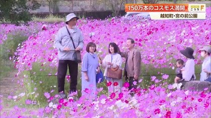 秋風に揺れる150万本！6万人が訪れる「コスモスまつり」特産ツガニのグルメも満喫　高知・越知町