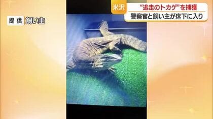 逃走から5日目…体長90センチのヒャクメオオトカゲ捕獲・腹にけが　山形・米沢市