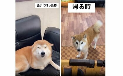 ヒコーキ耳でニッコリ→スンッ… 大好きな“お姉ちゃん”が帰る時に“別犬”になる柴犬がかわいい！普段の様子を聞いた