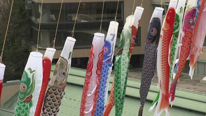 定山渓温泉の風物詩「渓流鯉のぼり」がスタート！ことしで“40年目”の春の恒例イベント＿彩り豊かに泳ぐ光景に観光客も喜びの声〈北海道札幌市〉