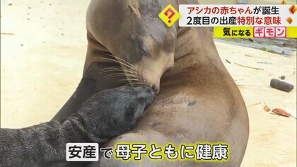 【アシカの出産】2年前は難産で子育て体力残らず育児放棄も…　2度目の今回は安産で母子共に健康　高知・桂浜水族館