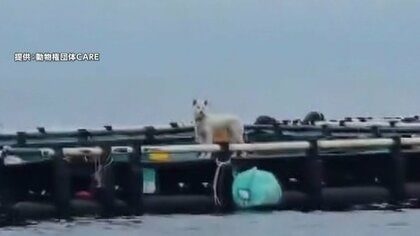 海に浮かぶ養殖場に白い犬が2カ月間置き去りに　飼い主は「魚を守る番犬だった」と話すも告発へ　韓国・済州島近く