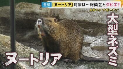 農作物被害額は年間5000万円にも“害獣”「ヌートリア」農家「一生懸命育てたのに」収穫直前の米が被害『1匹3000円』報奨金で捕獲に乗り出す自治体・“ジビエ”食材の可能性