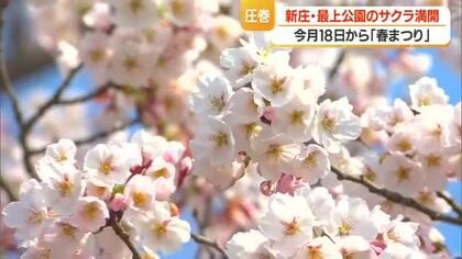 最上公園のサクラも満開　18日から春まつり・29日からは恒例カド焼きまつり　山形・新庄市