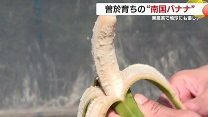 農薬ゼロの“南国ばなな” 鹿児島の挑戦が示す食の未来｜FNNプライム