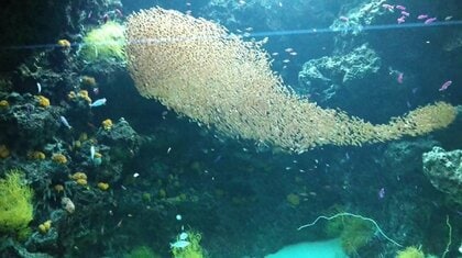 まさにスイミーの世界！小さな魚の群れが1匹の大きな魚となった“奇跡の