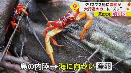 新種？クリスマス島　貝(大) アカガニ大行進】クリスマス島名物に異変 通常10月から11月なのに…観測