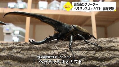 182.8mmのヘラクレスオオカブトで世界最大級に認定 試行錯誤重ねるブリーダー 次は“世界で初の185mm超 ”目指す【宮崎発】｜FNNプライムオンライン