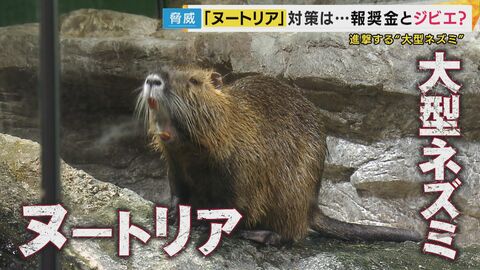農作物被害額は年間5000万円にも“害獣”「ヌートリア」農家「一生懸命育てたのに」収穫直前の米が被害『1匹3000円』報奨金で捕獲に乗り出す自治体・“ジビエ”食材の可能性