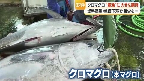 “水産物の宝庫”庄内沖でクロマグロ豊漁　寒ダラ・紅えび・岩ガキに続きブランド化に期待　年間漁獲枠・物価高騰に加え単価下落の課題も【山形発】
