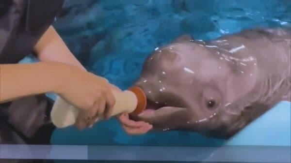 母イルカの死を乗り越えて…シロイルカの赤ちゃん成長記 困難の連続も