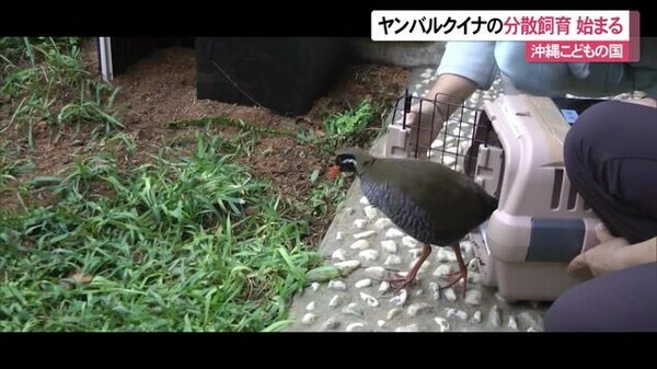 ヤンバルクイナの分散飼育始まる 感染症や災害のリスク回避