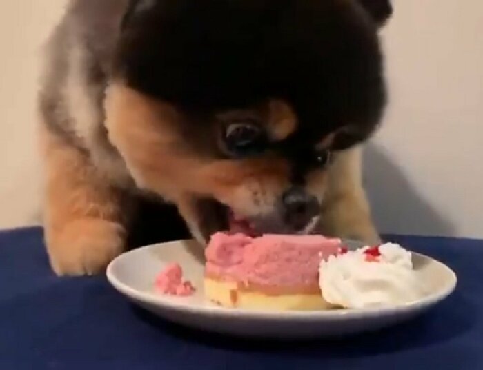 これまでは戸惑うことなく、ものすごい勢いで食べていた(画像は2020年時)