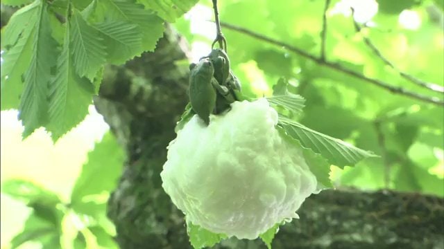 平伏沼のモリアオガエルの卵塊 水辺の草木に産み付ける