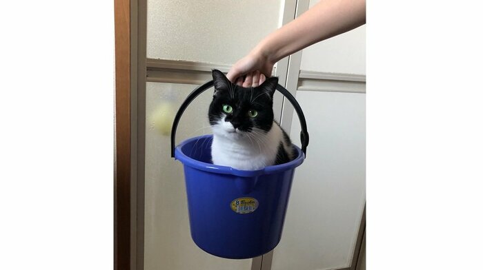 バケツ内にすっぽり収まる猫