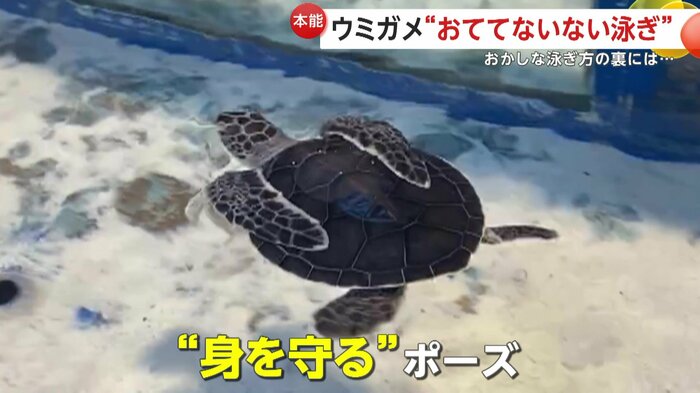 実はこれは身を守るポーズ(映像提供:道の駅ウミガメ公園)