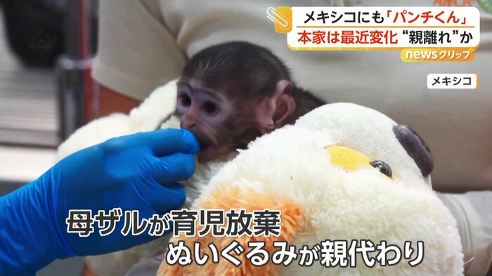 園のスタッフにエサ付けされる子ザル