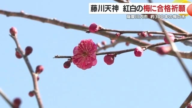 色鮮やかな紅梅