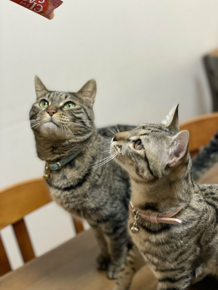 一緒に飼っているフウくん(左)とサンくん。(家には計4匹の猫がいる)