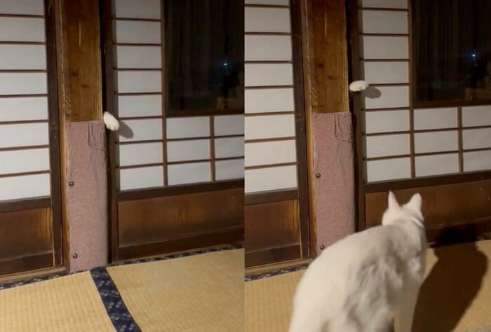 「こっちにおいで~」(提供:いのうえもんぺさん)