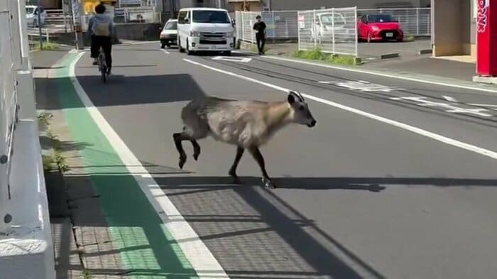 FNNビデオポストより 幸いにもけが人はいなかったが急な飛び出しは危険かもしれない