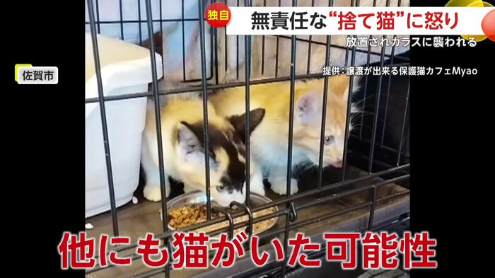 保護されたあとの子ネコたち
