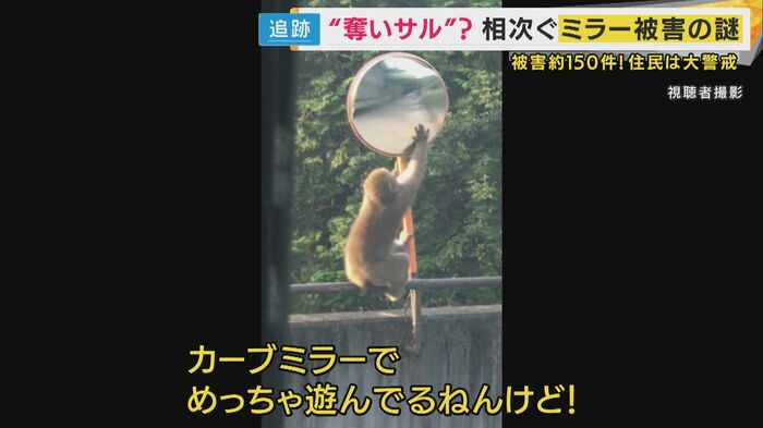 カーブミラーで遊ぶサル