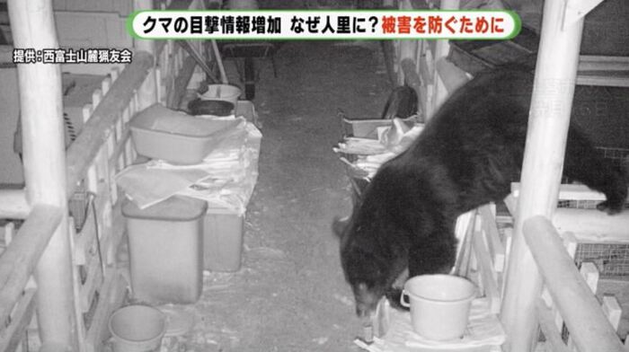 クマは3日間現れウコッケイ35羽全滅(静岡・富士宮市)