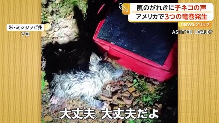 助け出された子ネコ