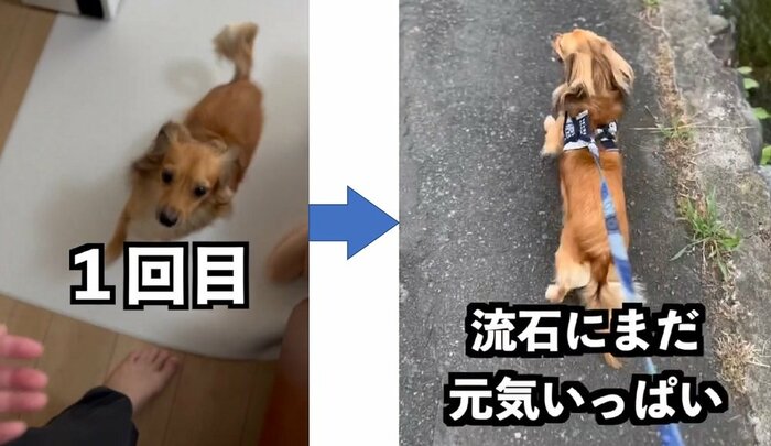 1回目の散歩 元気いっぱい楽しそう(提供:@kotarohesoten)