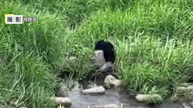 観光客が偶然撮影したクマの姿