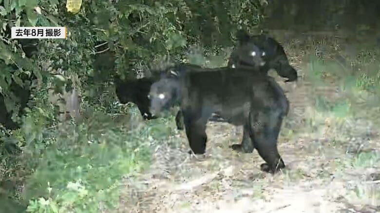 クマによる人身被害が2年間なし　「ゾーニング効果」クマの生息域と人里を分ける　長野・箕輪町では2026年度はまだ目撃情報もなし｜FNNプライムオンライン