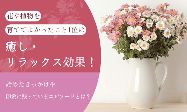 花や植物を育ててよかったこと1位は「癒し・リラックス効果」！始めたきっかけや印象に残っているエピソードとは？