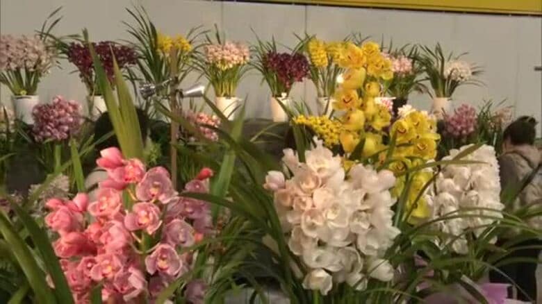 一足早く春を感じて！洋ランなどを展示販売　秋田ふるさと村で「春色花フェスティバル」　秋田・横手市｜FNNプライムオンライン