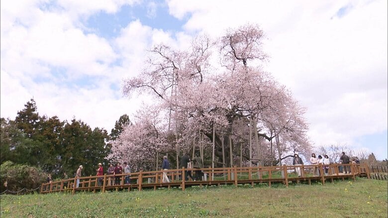 東北に春を告げる一本桜　矢祭町・戸津辺の桜 《ふくしま桜紀行2025》｜FNNプライムオンライン