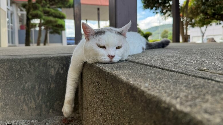 警察学校に迷い込んだガリガリの子猫が…数年後“警視”に昇任!? 警察官の卵たちをそっと見守る「たま警視」の物語|FNNプライムオンライン