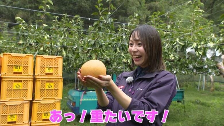 約１kgの大物も「梨の晩三吉」味は貯蔵で変わる、シャキシャキ食感と溢れ出す果汁・大分県日田市｜FNNプライムオンライン
