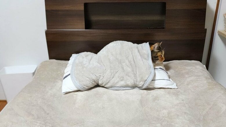 「私の寝床はここ」猫に枕を取られた飼い主が新たに自分用を購入…これでもう奪われない？その後は意外な展開が待っていた｜FNNプライムオンライン
