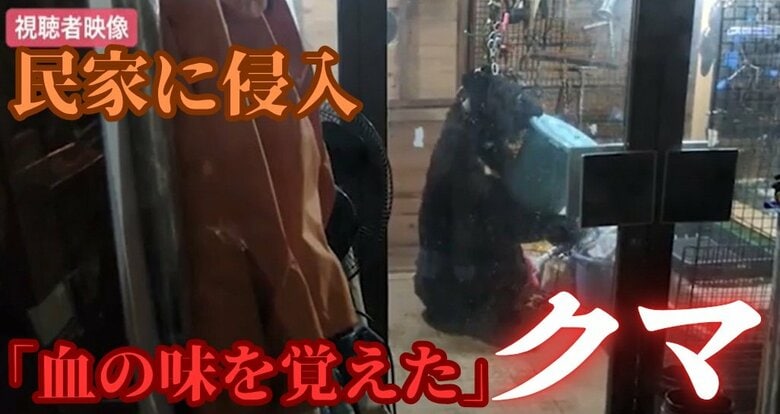 「血の味を覚えた」クマが民家に侵入　七面鳥やウコッケイ13羽を襲撃　静かな町を襲った「アーバンベア」が捕獲されるまで｜FNNプライムオンライン