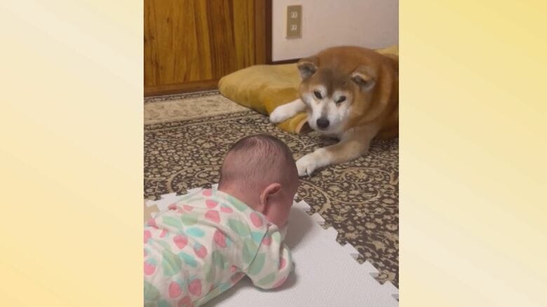 赤ちゃんから何をされても…全てを受け入れる元保護犬『べりじぃ』お迎えの際は威嚇も「いいおじいちゃんに」｜FNNプライムオンライン