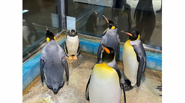 「出られなくて、この顔」キングペンギンに囲まれたジェンツーペンギンの姿がなんとも言えない…状況を水族館に聞いた｜FNNプライムオンライン