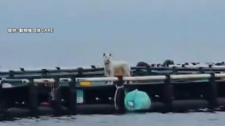 海に浮かぶ養殖場に白い犬が2カ月間置き去りに　飼い主は「魚を守る番犬だった」と話すも告発へ　韓国・済州島近く｜FNNプライムオンライン